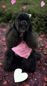 Sophie
